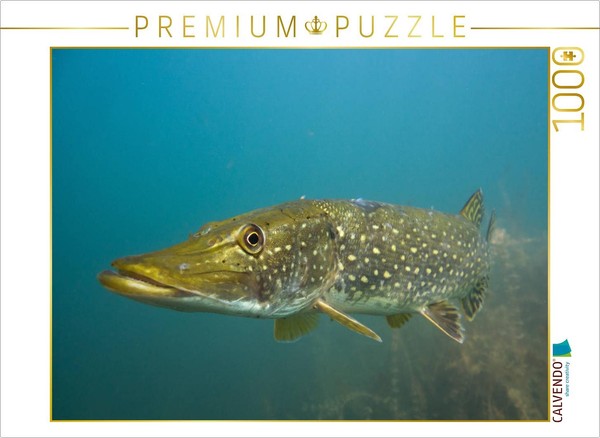 Calvendo Puzzle Stattlicher RäUber | 1000 Teile Lege-GrößE 64 × 48 Cm Foto-Puzzl-image