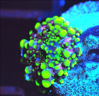 Corals of Eden ~ WYSIWYG Coral ~ Toxic Bubble Bounce Mushroom Coral frag — photo 2