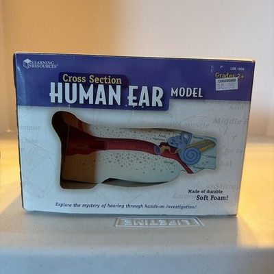 Learning Resources Cross Section Human Ear Model