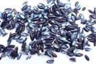 Tatskieshells-stomatella lentriculata 100-pcs