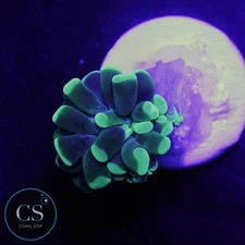 CS SHAMROCK HAMMER - WYSIWYG LIVE CORAL