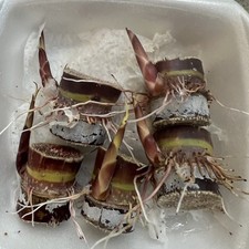 5 Rooted Dark Purple Sugarcane Cutting Sweet Juicy Ready To Plant