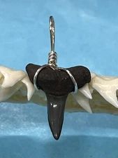 SHARK TOOTH PENDANT . 3/4 Inch Fossilized LEMON Shark Tooth From Bone Valley Fl 