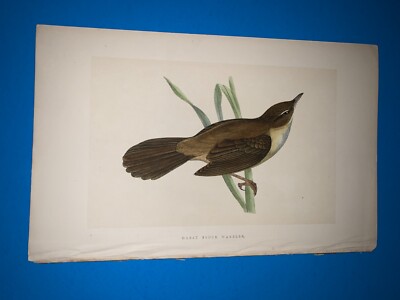 morris birds antique print 1870- sedge warbler- home decor RARE good condition