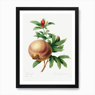 Granate (Granatapfel), Pierre Josep gerahmtes Wandbild Poster Leinwanddruck Bild