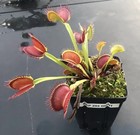Venus Flytrap BCP Z02 -  Carnivorous Plant - Giant Cultivar 🔥 — photo 2