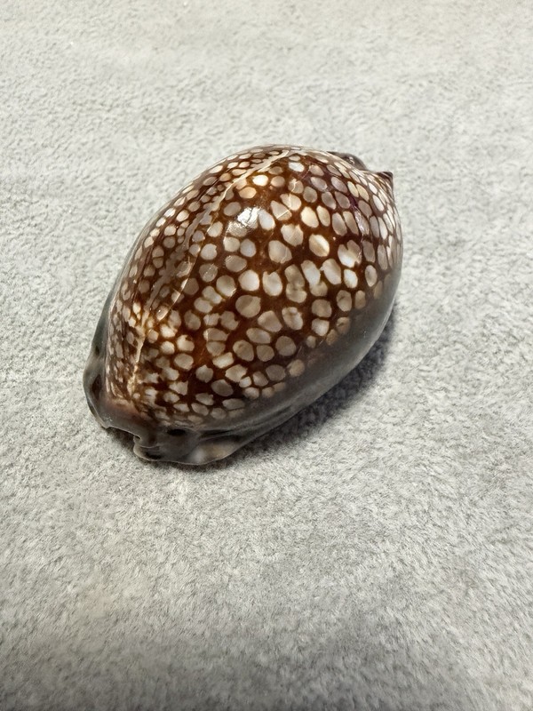 Cypraea (Mauritia) maculifera f. hawaiiensis 60.62mm  |  Hawaii  |  GEM Quality