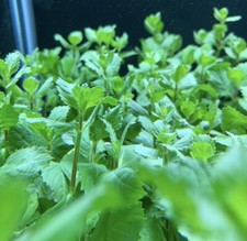 Water Wisteria Hygrophila difformis POT - BUY3GET1FREE - Live Aquarium Plant