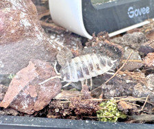 8 LARGE  Dairy Cow  Isopods LIVE Porcellio laevis  Potential Free Springtails