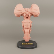 Anatomía BrainStem para educación