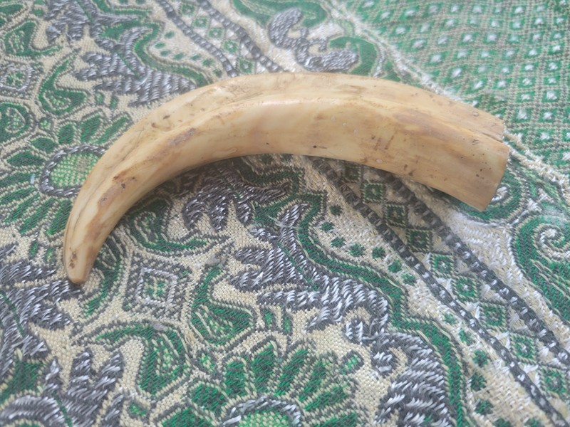 VINTAGE SANTERIA/Palo Mayombe/VOODOO CHARGED BONE HORN
