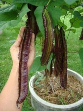 30 purple winged beans Asparagus pea Wing pea Four Angled bean dhambala seeds