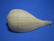 Ficus gracilis Sowerby, 1825 "DEEP WATER" 111.8mm 