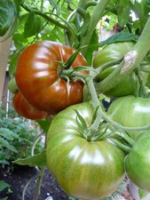 50 Organic Black Krim Tomato Seeds Large Beefsteak Rare Russian Heirloom USA
