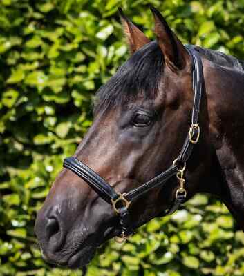 Premier Equine Rego Kopfband gepolstertes Leder Kopfhalsband SCHWARZ Cob & Full