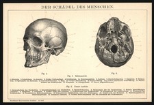 Druck 1896 - Sch&auml;del des Menschen - Stirnbein Cranium Stirnh&ouml;hle HNO Augenh&ouml;hle