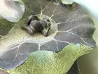 Lotus Leaf Flog Dragonfly Water Fountain Indoor/Outdoor — photo 6