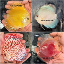 Pack of 4 Discus Fish 3.75  - 4  - Live Fish Aquarium Overnight Shipping
