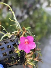 Dendrobium cuthbertsonii Pink in Bloom Specimen miniature orchid species