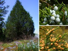 Eastern Red cedar, Juniperus virginiana, Tree Seeds (Evergreen)
