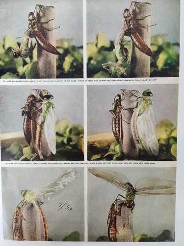 Elephant Donkey Politics Budweiser Beer 1952 Ad Magazine Print Anheuser Busch - Picture 5 of 6