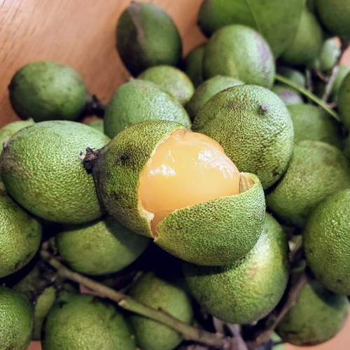 SPANISH LIME / Maranñon (MELICOCCUS BIJUGATU) LIVE FRUIT TREE 10"18