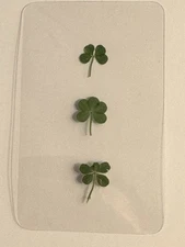 🍀RARE REAL Tiny 4 Leaf, 5 Leaf, 6 Leaf Clover - Handpicked LUCKY 456🍀
