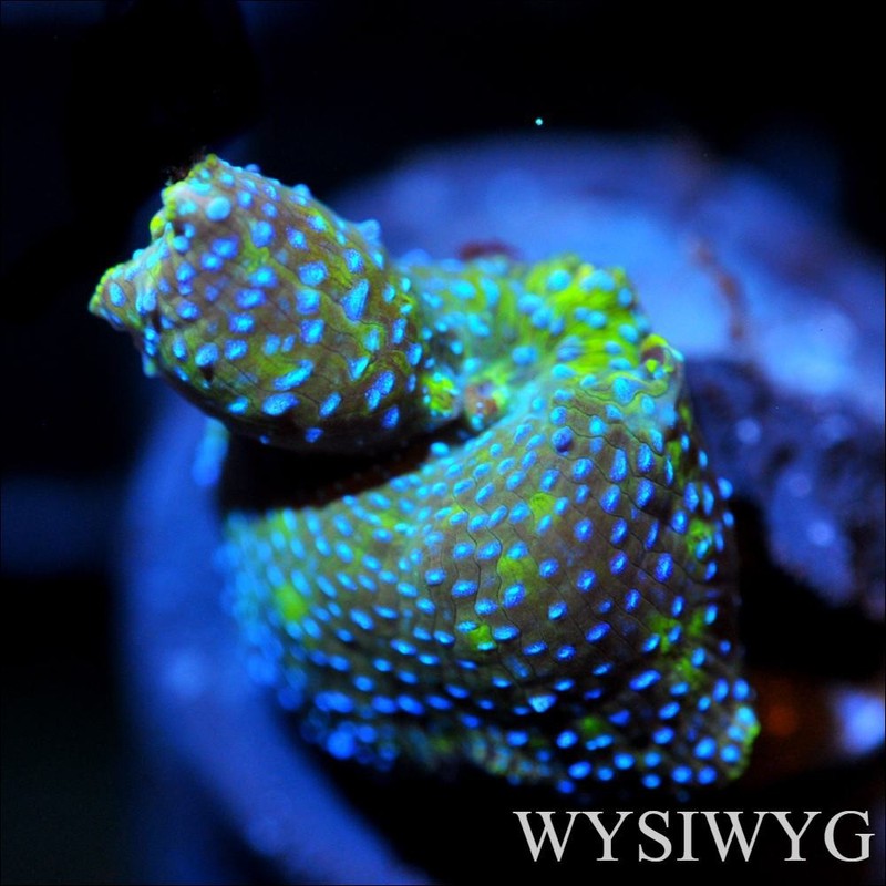 Corals of Eden ~ Rare Bounce WYSIWYG Live Coral Frag ~ Crashing Waves Mushroom