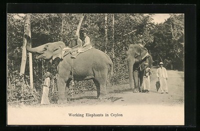 Ceylon, Working Elephants in Ceylon, Ansichtskarte 