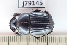 j79145. Insects, Scarabaeidae sp. Vietnam North