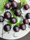Plinia trunciflora "Ipuiuna" (Vilela C12) Jaboticaba — photo 1