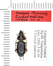 Carabidae, Cymindis (Paracymindis) tshatkalica , PARATYPE, Kyrgyzstan
