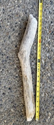 Rare Purple Tone Eastern Red Cedar Beaver Chewed Driftwood 21 Inches Trim Branch