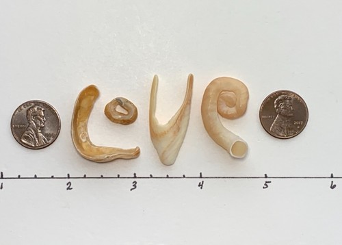 Concha de playa en forma de letra natural "Amor" arte de palabras/artesanía conchas marinas aniversario EE. UU. - Imagen 2 de 11