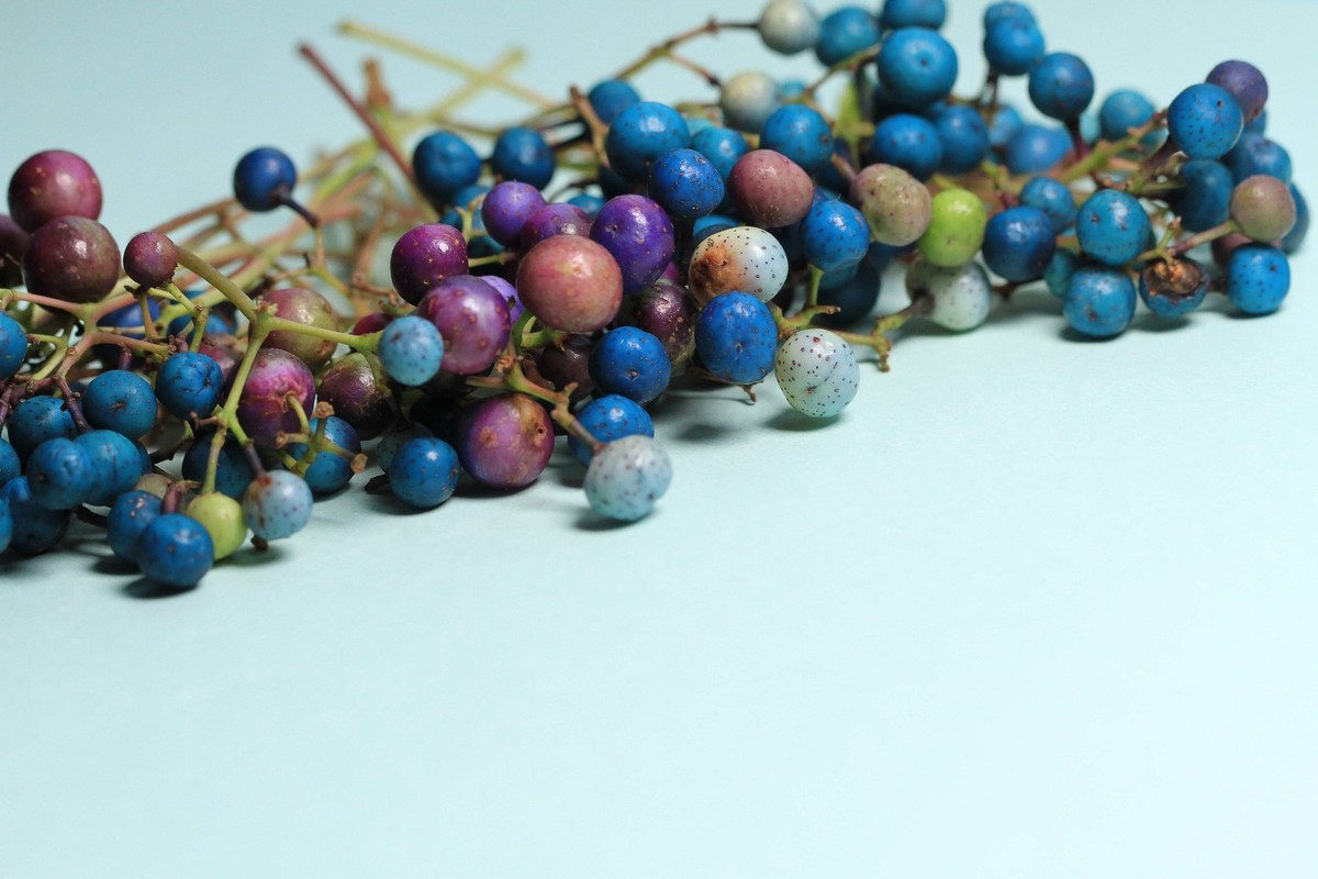 Variegated Porcelain Berry Vine 'Elegan' Vine 20+ EED