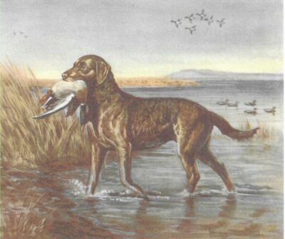 Chesapeake Bay Retriever CUSTOM MATTED Dog Print Megargee