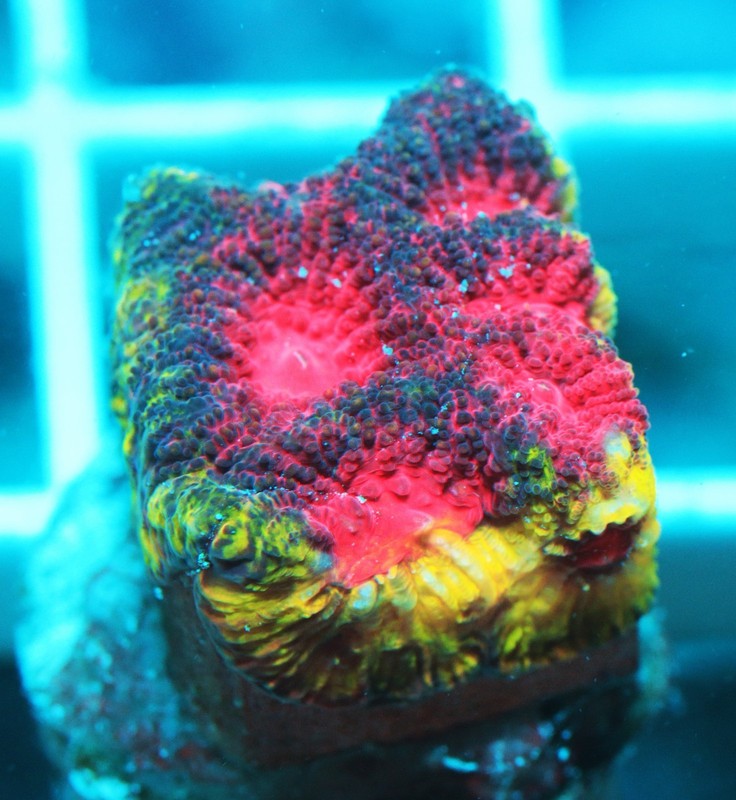 Amazing Watermelon Favia Frag Zoanthids Zoa Paly SPS LPS Corals, WYSIWYG