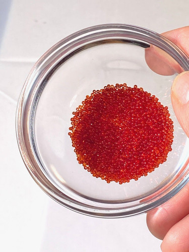 Antique Micro Seed Beads-14/0 Juicy Transparent Red Slightly Variegated-3.8g bag