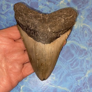 MEGALODON SHARK TOOTH 4.96” HUGE TEETH MEG SCUBA DIVER DIRECT FOSSIL NC 0976