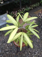 Rhapis Humilis Lady Palm Tree Variegated Mint Rieal Picture Rare Plant
