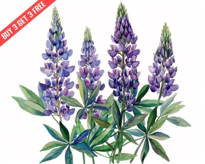  Lupinus Lupine with tall spikes Watercolor 8x10 Print
