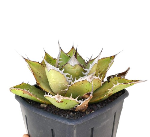 Agave titanota SIERRA MIXTECA SELECTED - - Agave titano | Agave gessoso - 第 1/7 張圖片