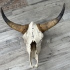 Authentic Real Cow Steer Skull Rustic Western Cowboy Decor Ranch Bull Large  — photo 2
