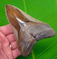 5.08” Megalodon Shark Tooth - RARE DEEP ORANGE colors - Real Fossil