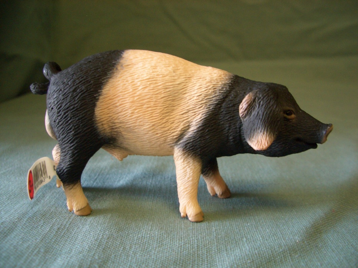 SWABIAN-HALL BOAR #13643 SOW #13612 PIGLET EATING #13635 & #13636