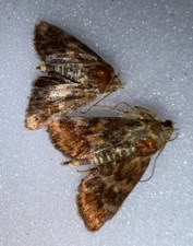 JS3 - 2 Shinia Moths N Florida - Not A1