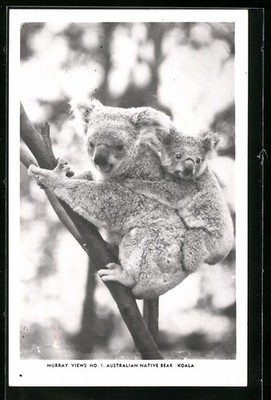 Koala with Boy on a Branch, Postcard 