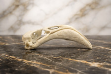 Life-Size Flamingo Skull Replica - Anatomical Model