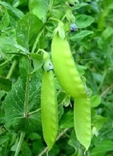 50 Snow Pea Seeds Oregon Giant Sugar Pod Peas