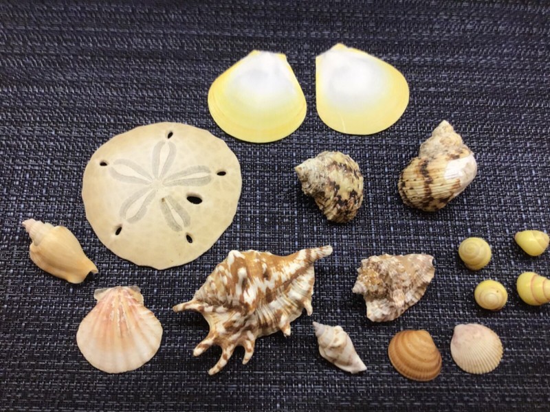 SEASHELL lot SAND DOLLAR CONCH SUNSHELL CLAM TURBO SPIDER SHELL SNAIL  ocean
